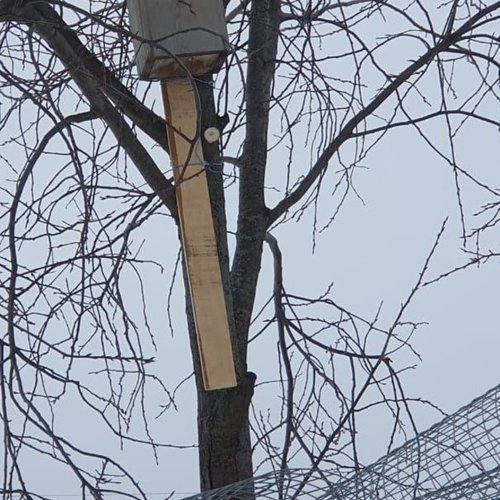 Продолжаем помогать зимующим птицам