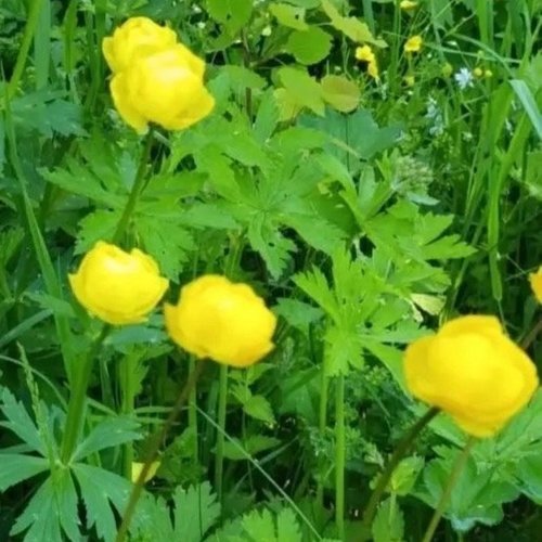 🌿 Всемирный день исчезающих видов: наши школьники — за природу!
