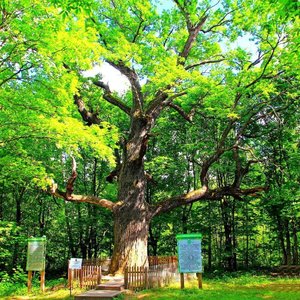 «Старейшина чувашских дубов» - Российское дерево года 2023»