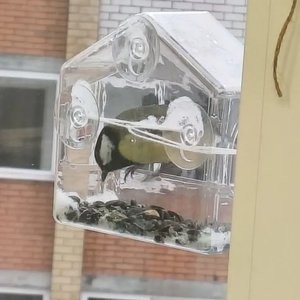 Зимующим птицам посвящается...